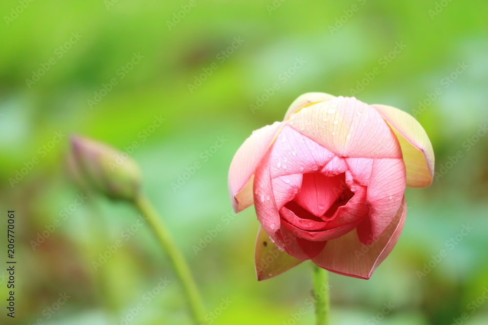 蓮の花