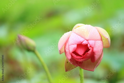 蓮の花