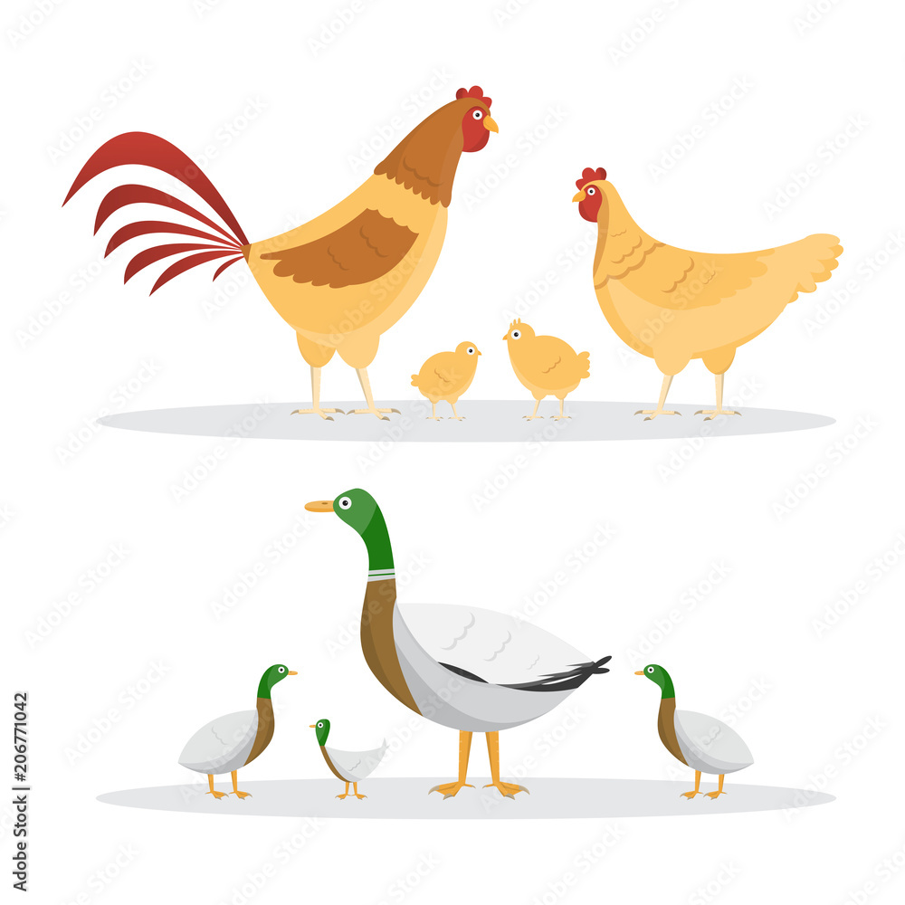 Fototapeta premium Chicken and ducks. set of animals inside farm isolated on white background