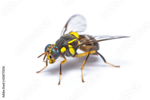 Bactrocera dorsalis fruit fly isolated on white background © phichak