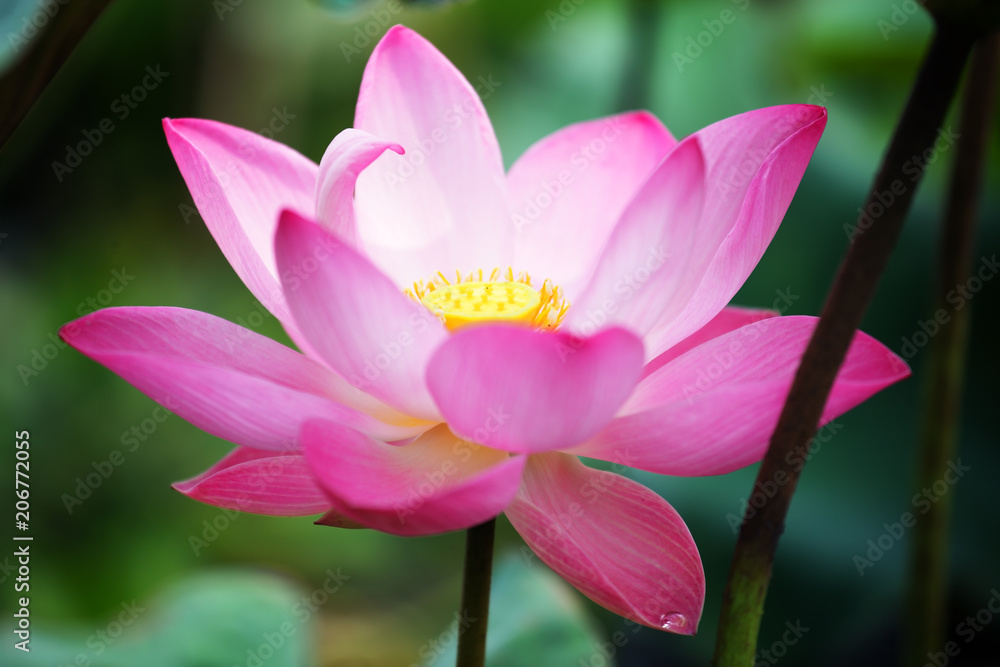 pink lotus flower blossom blooming in pond with green background. pink lotus flower blossom blooming in pond with green background.