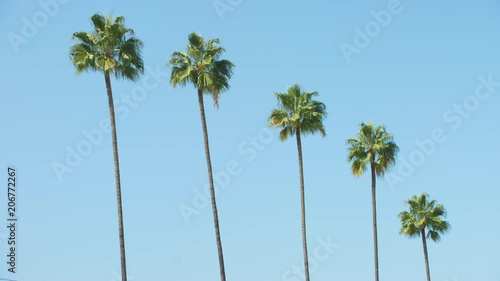 Palm trees of Los Angeles moving with the wind (Washingtonia filifera)