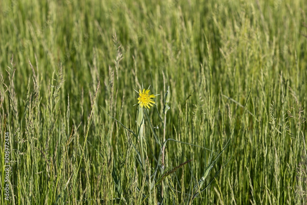 yellow flower in the middle of meadow yellow flower in the middle of meadow