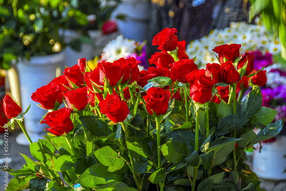 Istanbul, Turkey, 6 May 2008: Red Roses in Garden