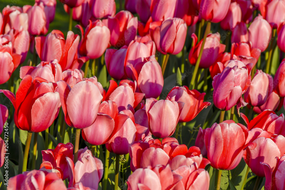 Fototapeta premium Istanbul, Turkey, 19 April 2018: Tulips in Emirgan