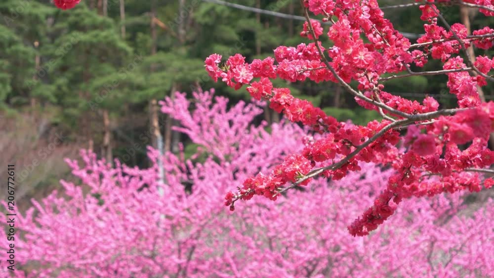 Peach Blossoms Swaying in the Wind Peach Blossoms Swaying in the Wind