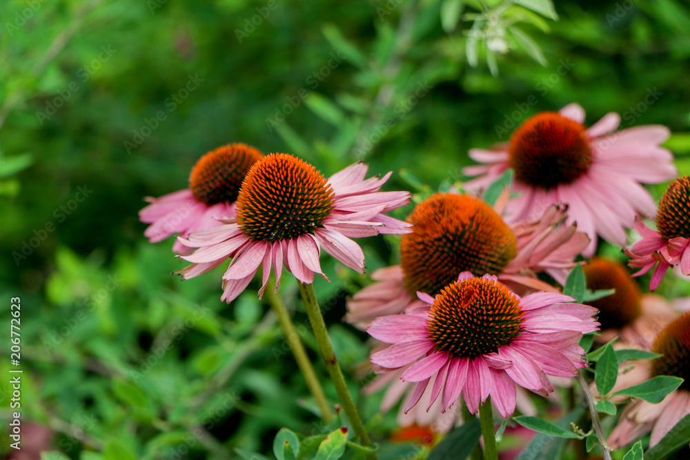 Flowers in the middle of the garden Flowers in the middle of the garden