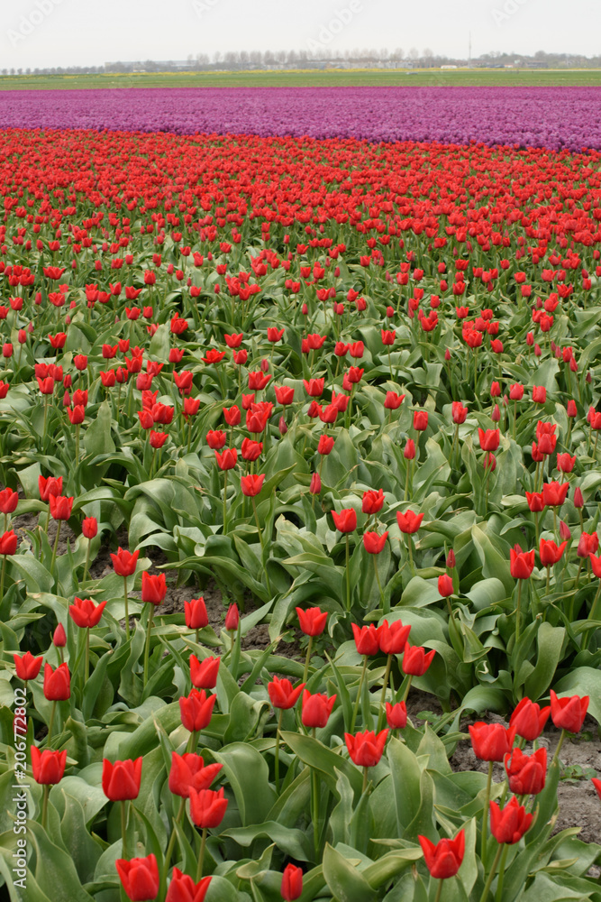 Obraz premium Red Tulips in a field with purple tulips