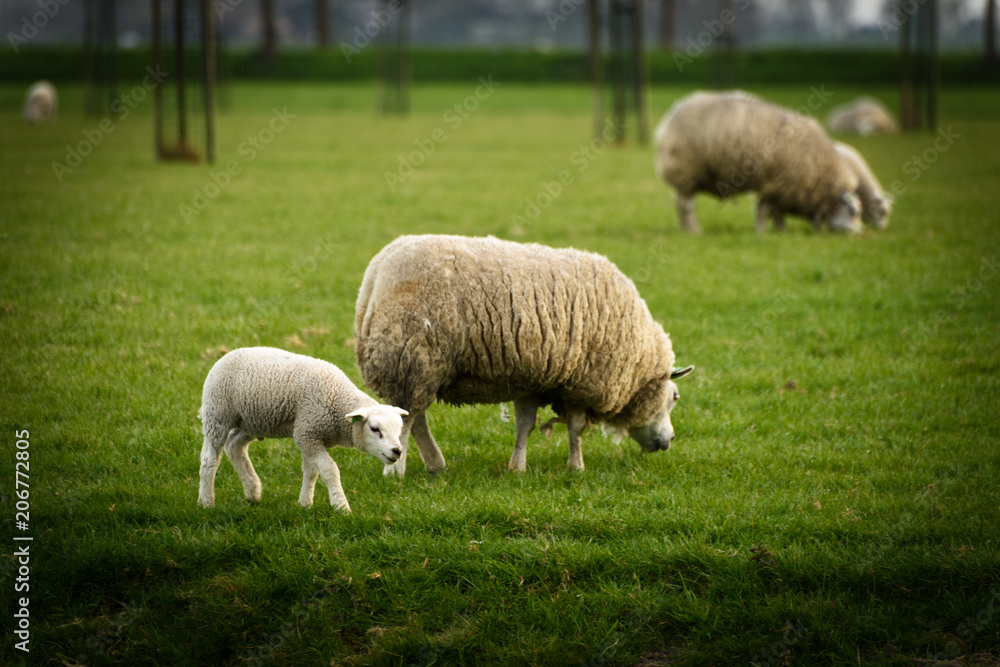 Lamb grazing near mother sheep in a rural field in Holland. Lamb grazing near mother sheep in a rural field in Holland.