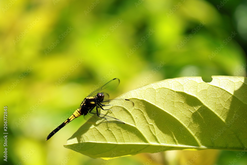 Fototapeta premium オオシオカラトンボのメス