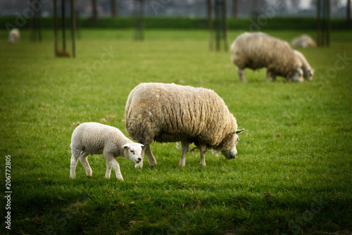 Lamb grazing near mother sheep in a rural field in Holland.