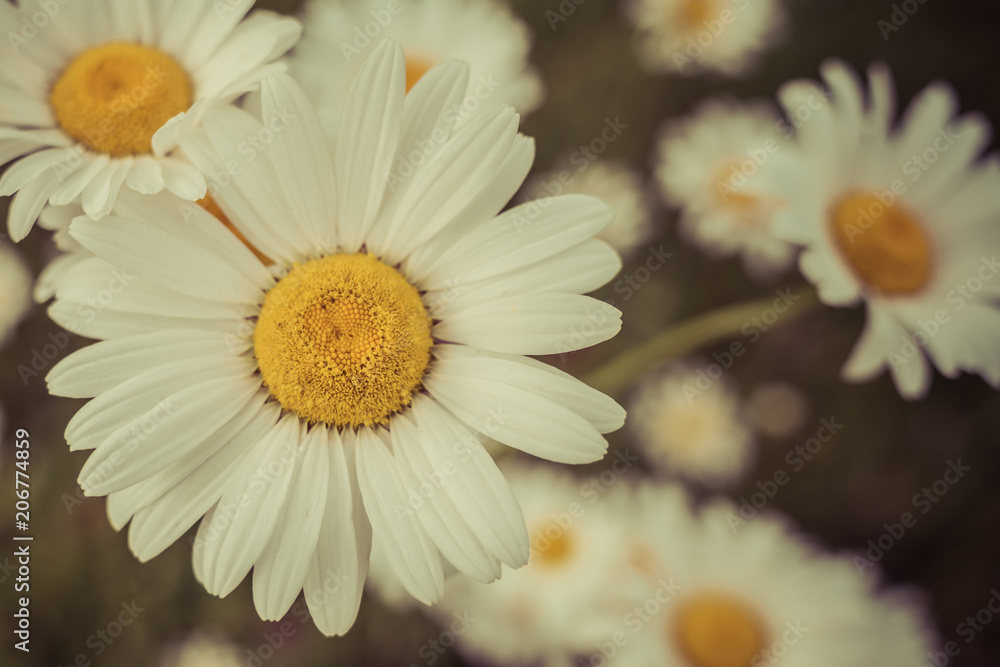 Obraz premium Vintage Daisies