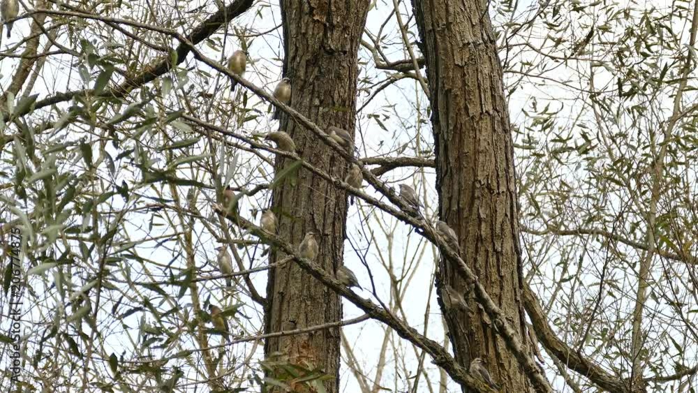 15 young and one adult cedar waxwing birds on same tree in light wind 15 young and one adult cedar waxwing birds on same tree in light wind