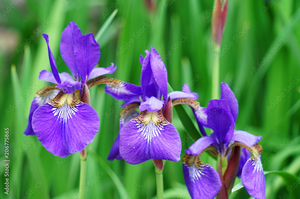 purple Iris flower blooming with green leaves purple Iris flower blooming with green leaves