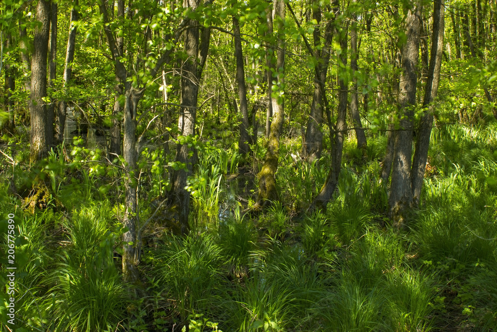 Fototapeta premium Nature Reserve Fleuthkuhlen in Lower Rhine Region, Germany