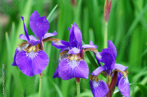 purple Iris flower blooming with green leaves