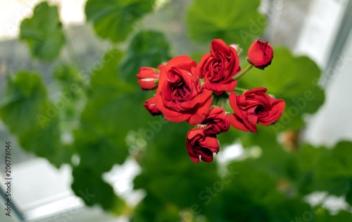 Fototapeta Naklejka Na Ścianę i Meble -  begin to bloom buds of red geranium on natural green background