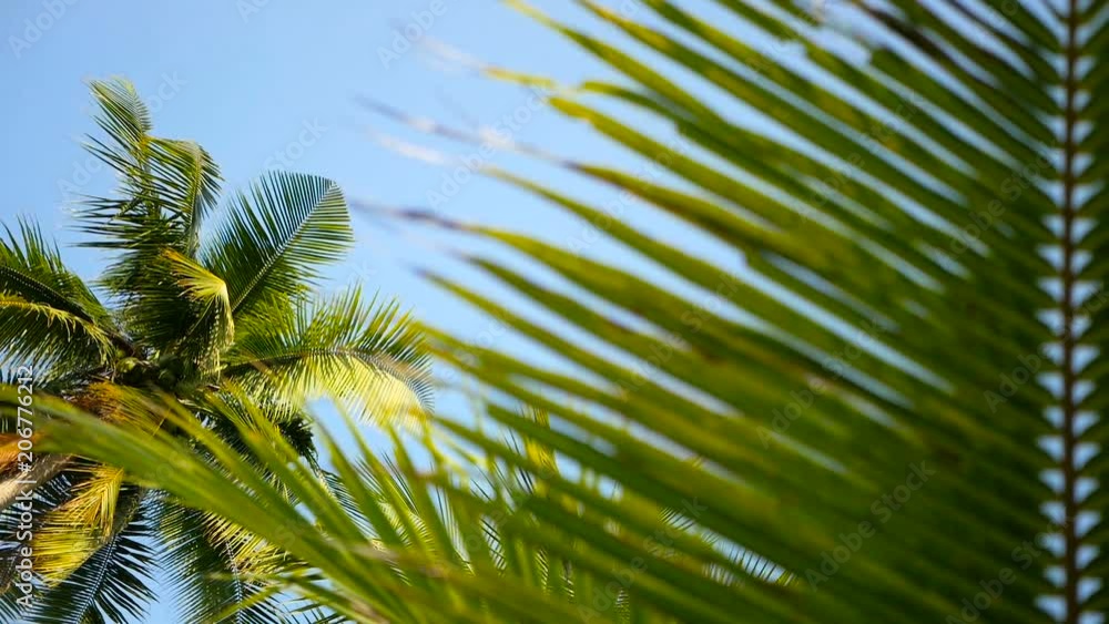 Coconut palm trees crowns against blue sunny sky perspective view from the ground. Tropical travel background landscape at paradise coast. Summer beach nature scene with green leaves sway in the wind Coconut palm trees crowns against blue sunny sky perspective view from the ground. Tropical travel background landscape at paradise coast. Summer beach nature scene with green leaves sway in the wind