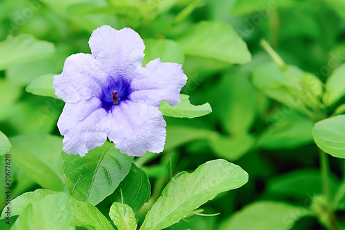 Watrakanu is blooming, making the pollen hidden in the petals. photo