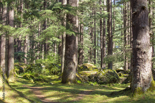 Pine trees forest at Manali, Himachal Pradesh, India