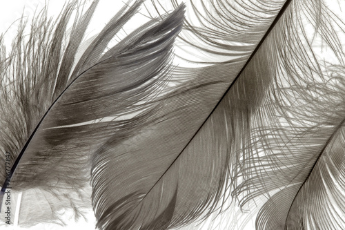 Papier peint Feathers background