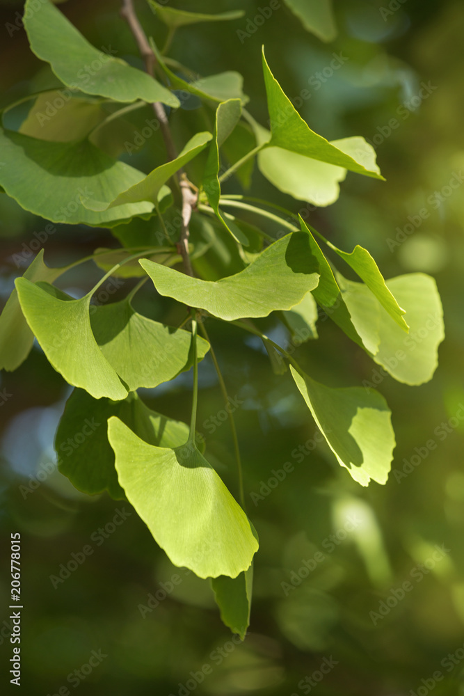 young leaves of ginkgo biloba on a branch against a tree background, macro photo young leaves of ginkgo biloba on a branch against a tree background, macro photo