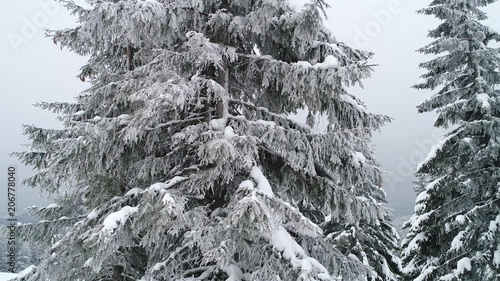 Beautiful cloudy winter fir-trees photo