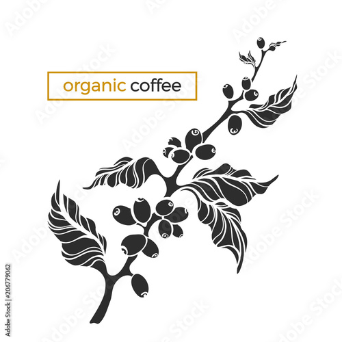 Coffee branch with leaves and beans.