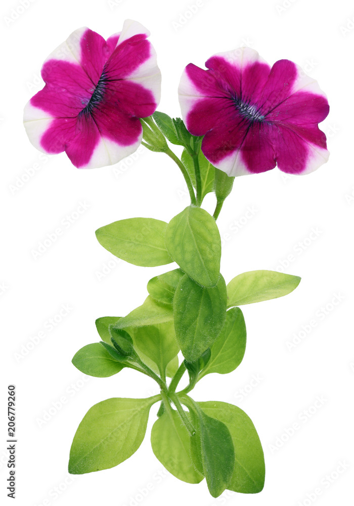 Red white flower petunia blossoms in spring on a garden bed. Red white flower petunia blossoms in spring on a garden bed.