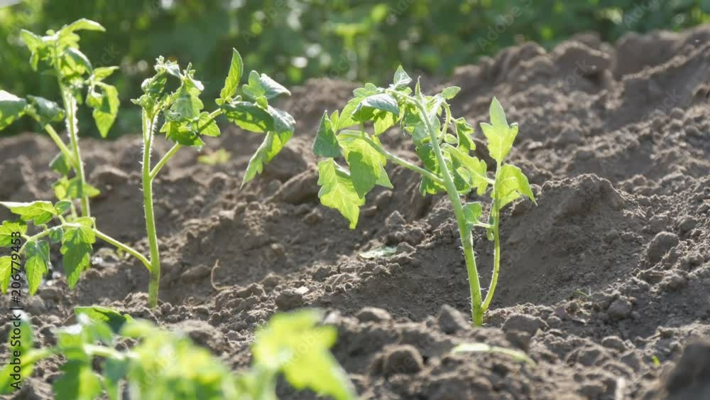 Young green tomatoes are only planted in the ground and stand in the garden Young green tomatoes are only planted in the ground and stand in the garden