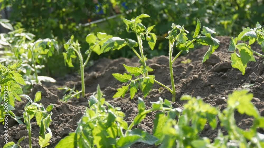 Row of Young green tomatoes just landed in the ground are standing on a sun in the garden Row of Young green tomatoes just landed in the ground are standing on a sun in the garden
