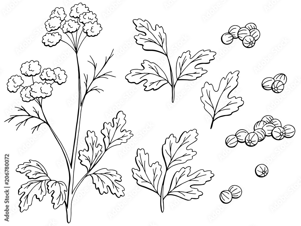 Coriander cilantro plant graphic black white isolated sketch set