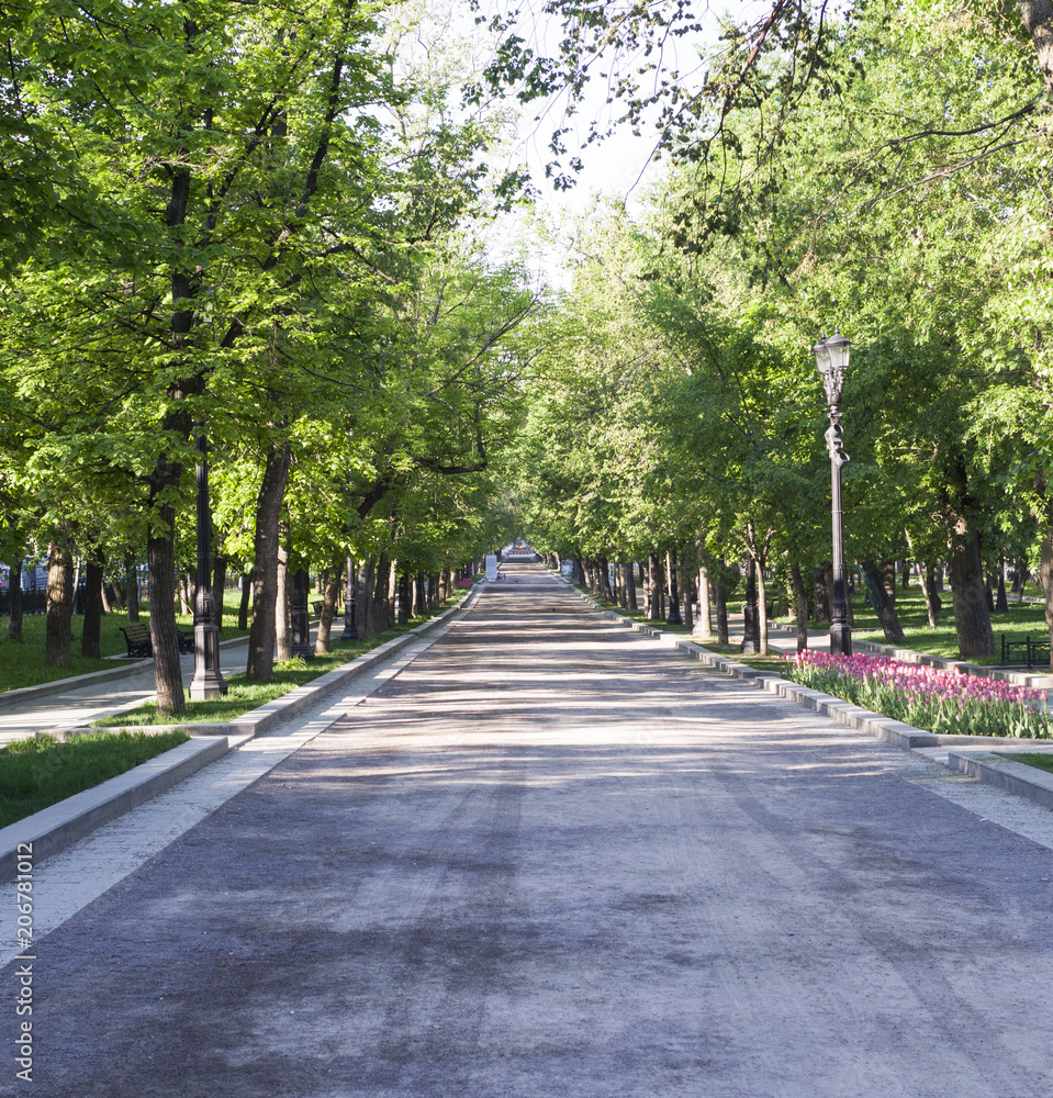 alley among the trees in the summer morning. background, nature.