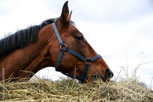 Big horse near a big haystack