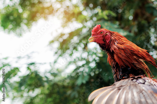 cock is crowned at sunlight. photo