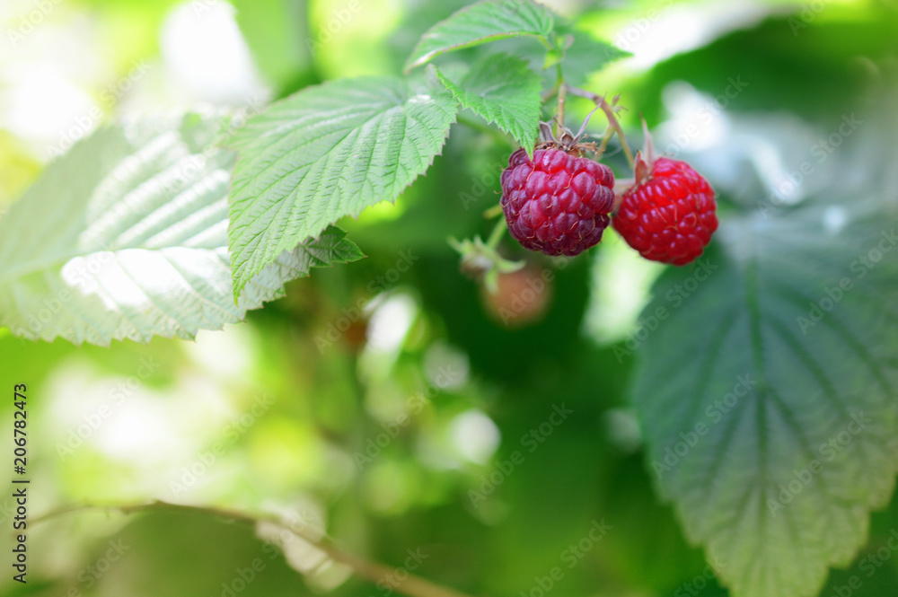 raspberry branch with ripe and green berries in garden raspberry branch with ripe and green berries in garden