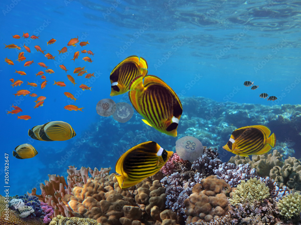 Fototapeta premium Photo of a tropical Fish on a coral reef