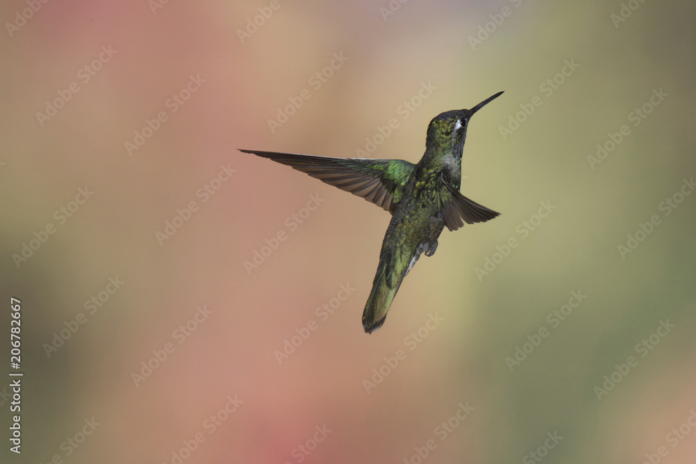 Fototapeta premium Hummingbird