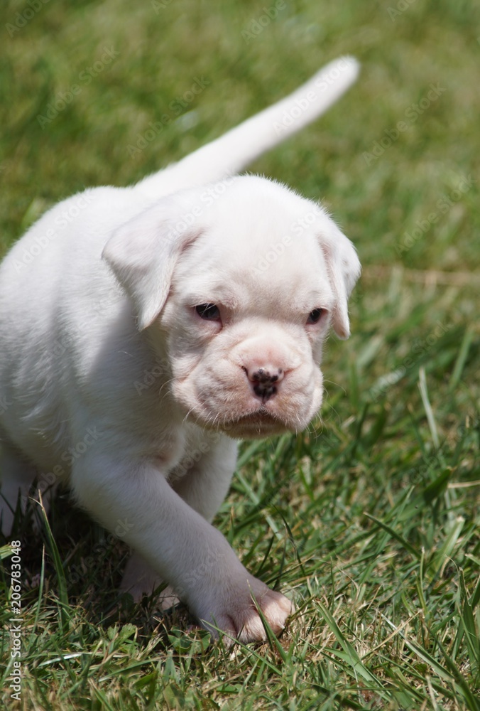 Chiot Boxer blanc à 1 mois et demi Stock Photo | Adobe Stock