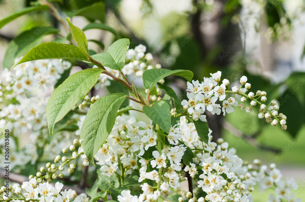 blossoms on bird cherry tree in sunny summer forest blossoms on bird cherry tree in sunny summer forest