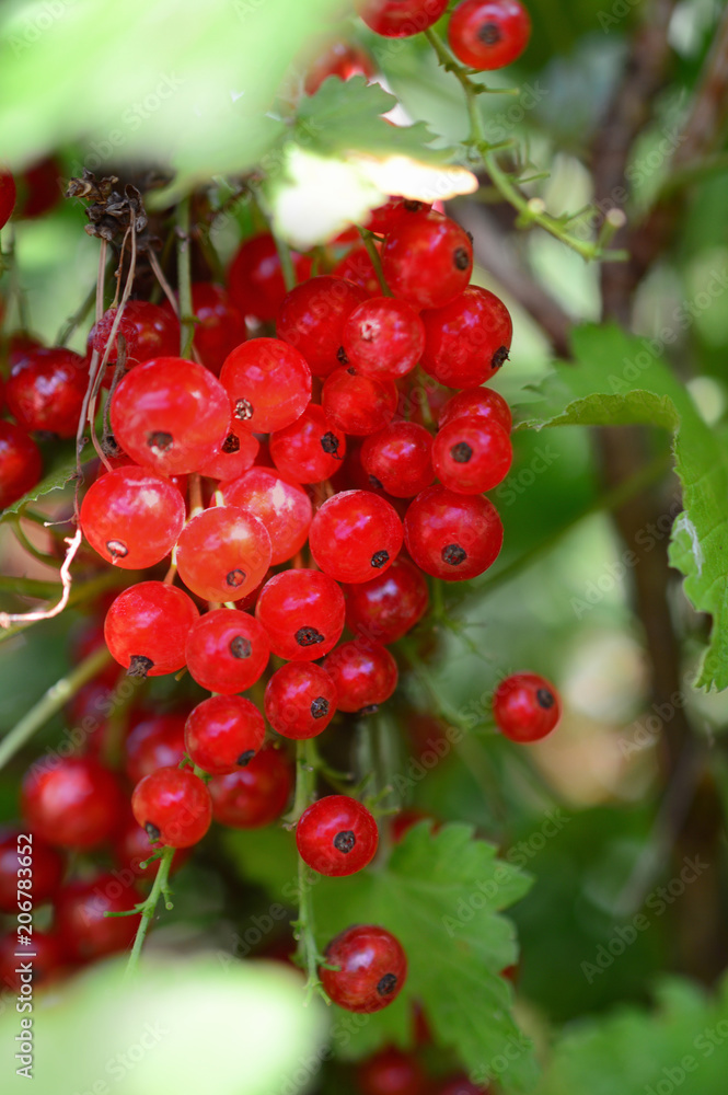 ripe berries of red currant on a branch with leaves in garden ripe berries of red currant on a branch with leaves in garden