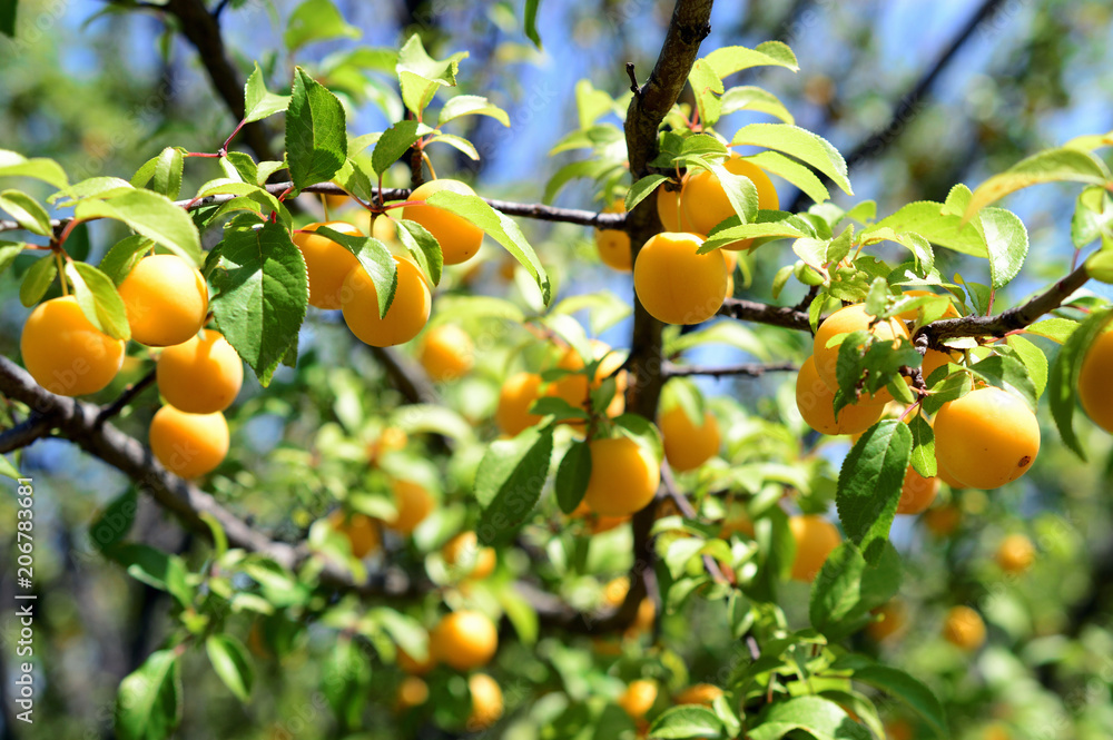 ripe yellow berries plum on branch with green leaves ripe yellow berries plum on branch with green leaves