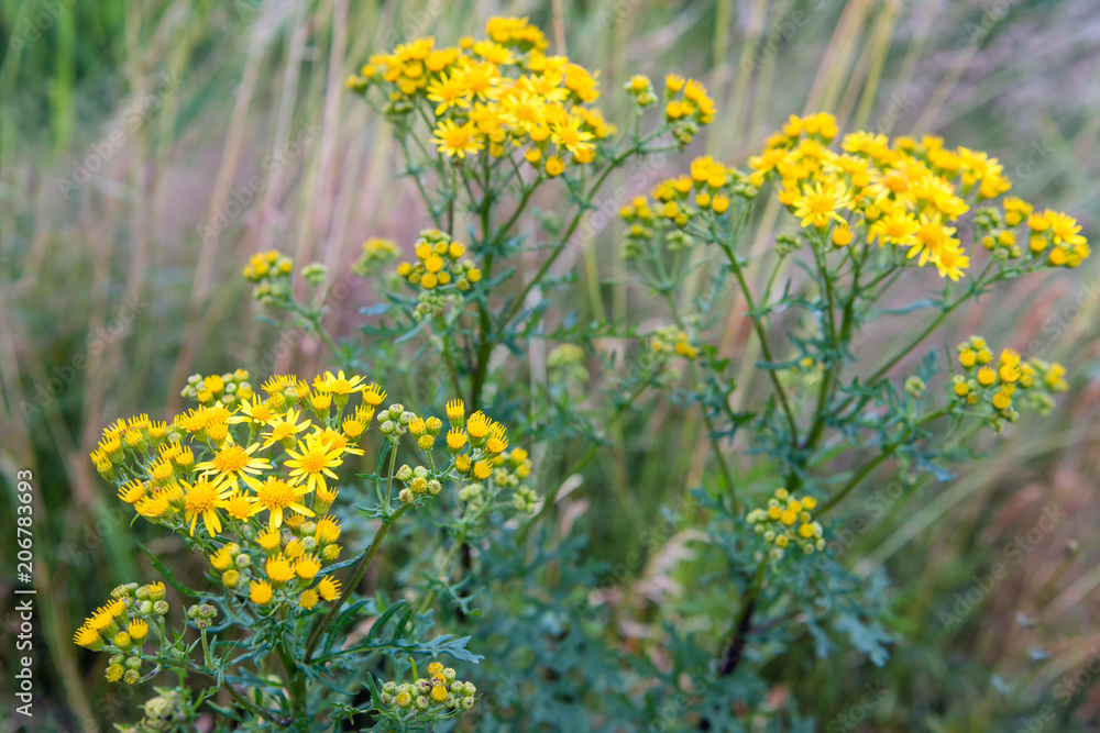 Yellow blooming common ragwort from close