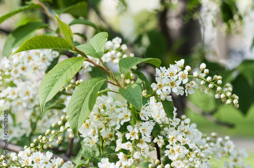 blossoms on bird cherry tree in sunny summer forest