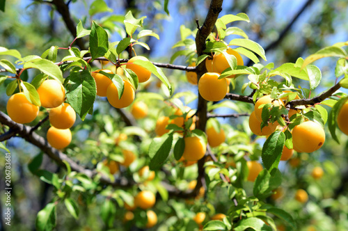 ripe yellow berries plum on branch with green leaves