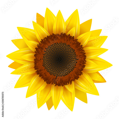 Sunflower realistic icon vector isolated. Yellow sunflower blossom nature flower illustration for summer photo