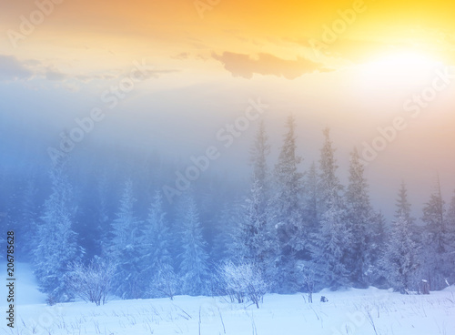 winter snowbound forest in a blue mist at the sunset