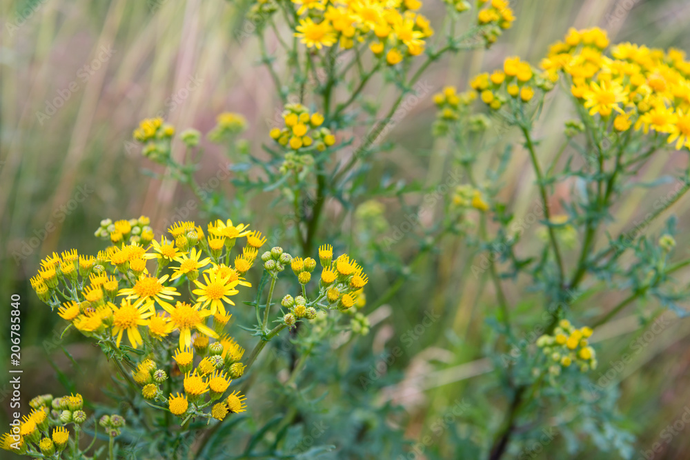 Yellow blossoming common ragwort from close Yellow blossoming common ragwort from close