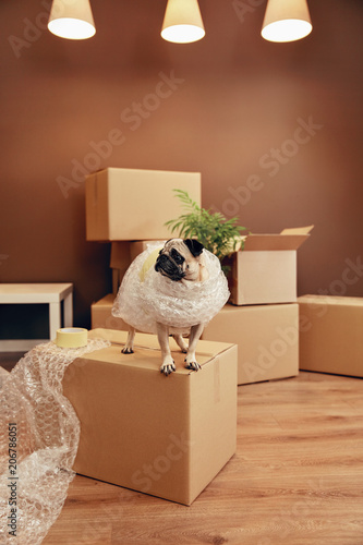 Moving House. Funny Dog On Box