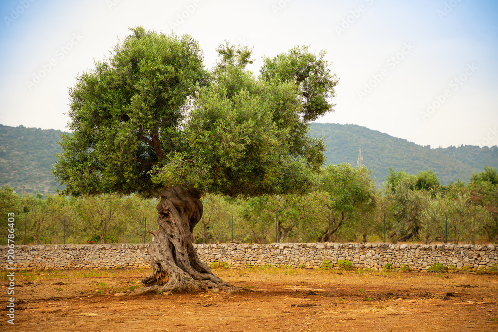 Fototapeta premium Plantacja oliwek ze starym drzewem oliwnym w regionie Apulia, Włochy